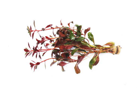 Ludwigia Glandulosa The ultimate mix of ease and color_aquarium plant for sale_aquarium plants