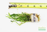Micro Sword_Lilaeopsis Brasiliensis_Foreground sword aquarium plant_Aquarium plants_aquarium plant for sale