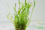 Micro Sword_Lilaeopsis Brasiliensis_Foreground sword aquarium plant_Aquarium plants_aquarium plant for sale