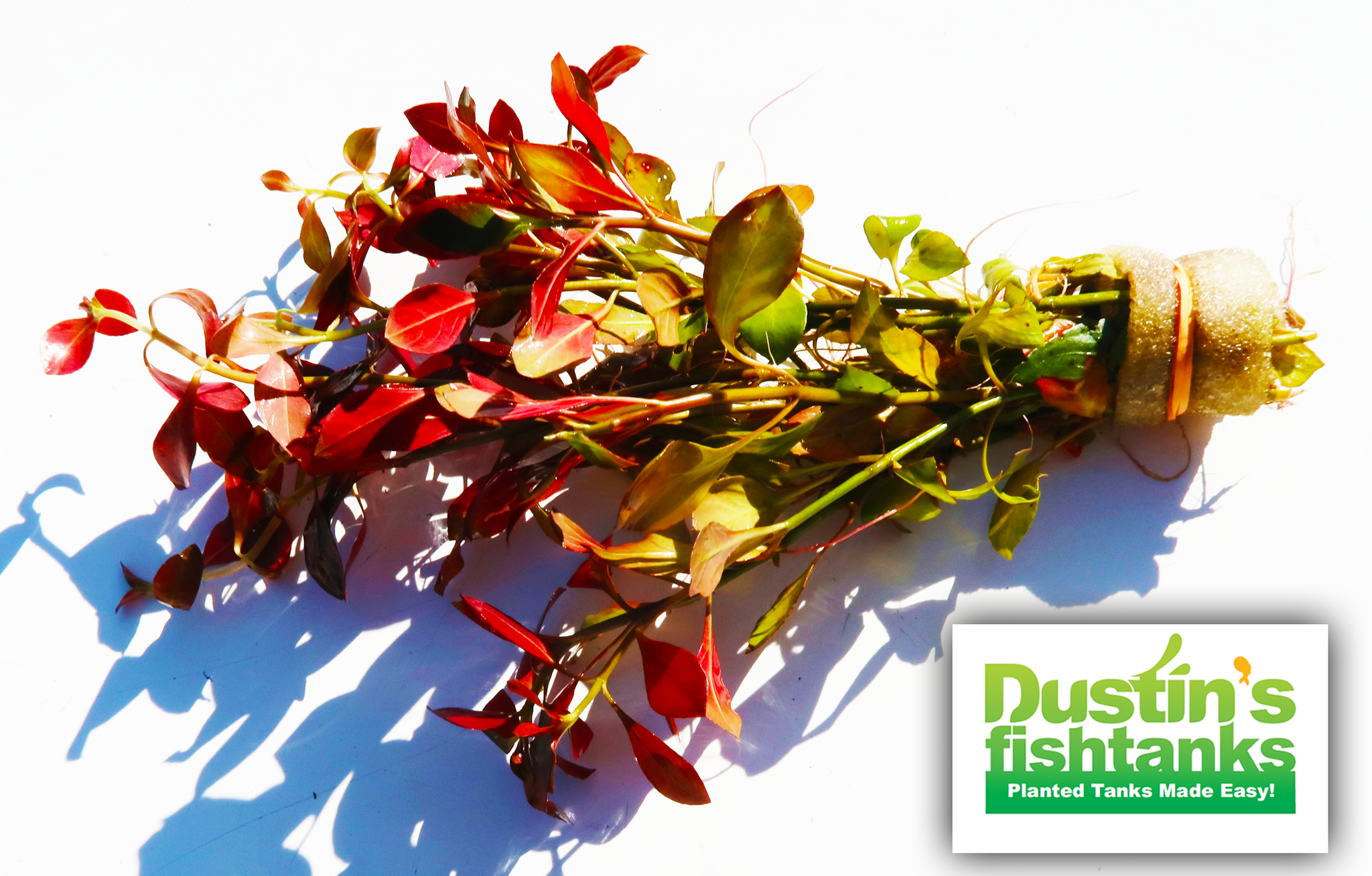 Ludwigia Inclinata Green - Aquarium & Fish Supplies|Live Fish, Plants Ludwigia Inclinata Green - Aquarium & Fish Supplies|Live Fish, Plants