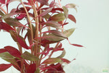 Ludwigia Peruensis_aquarium plant for sale_aquarium plants for sale