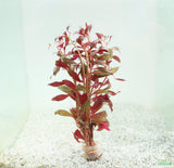 Ludwigia Peruensis_aquarium plant for sale_aquarium plants for sale