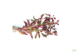 Ludwigia Peruensis_aquarium plant for sale_aquarium plants for sale