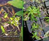 Ludwigia Tornado_Aquarium Plant For Sale