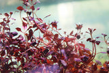 Ludwigia "Triple Red" Easy RED aquarium plant BF25