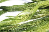 MYRIOPHYLLUM ELATINOIDES EASY FOXTAIL_Aquarium Plants for sale_aquarium plant