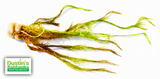 Mayaca Sellowiniana BF23 50% Off Plant of the Week