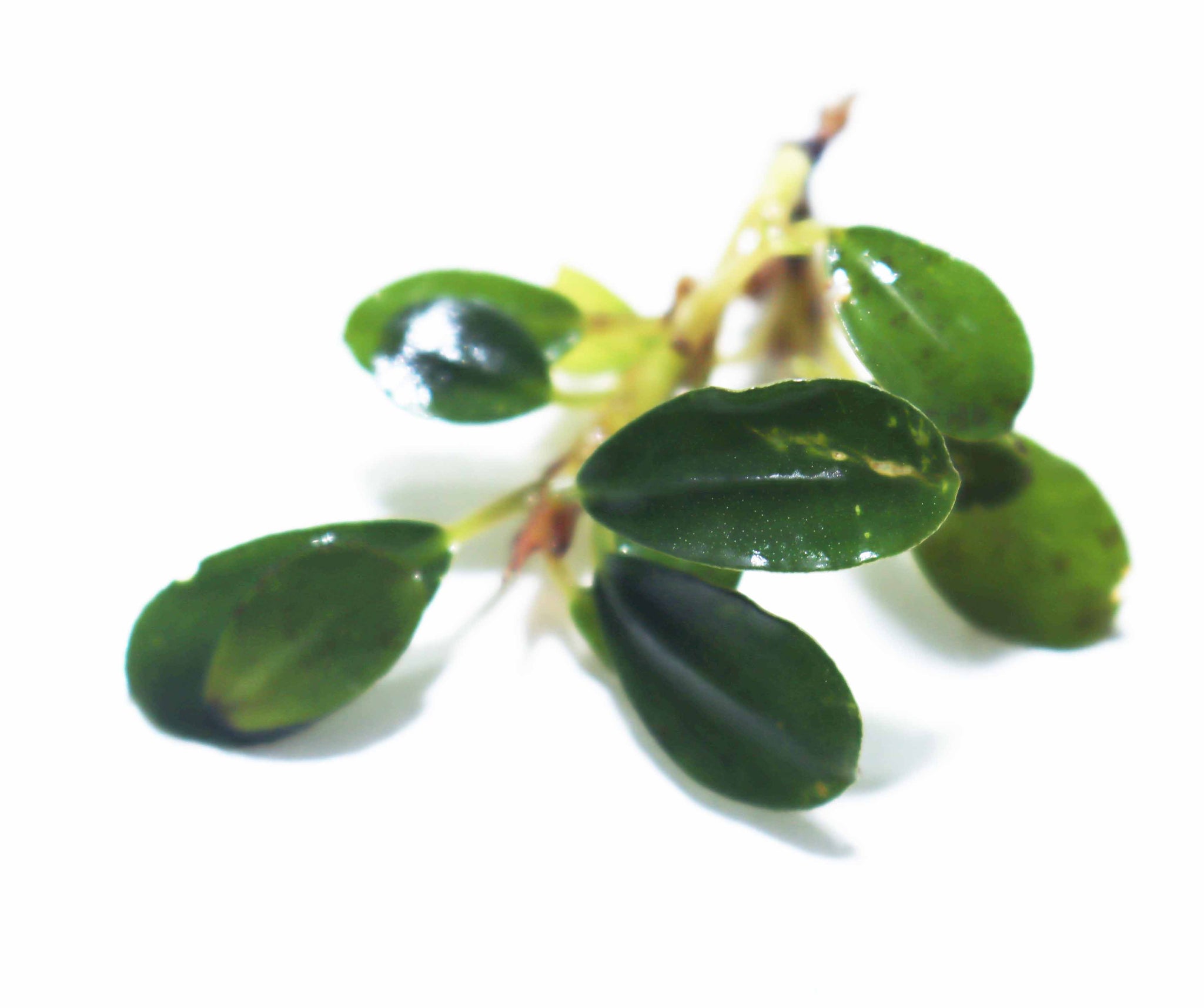 水草 Bucephalandra Mini Melawi. Mini Bilindae Bucephalandra Melawi Blue — Buce Plant