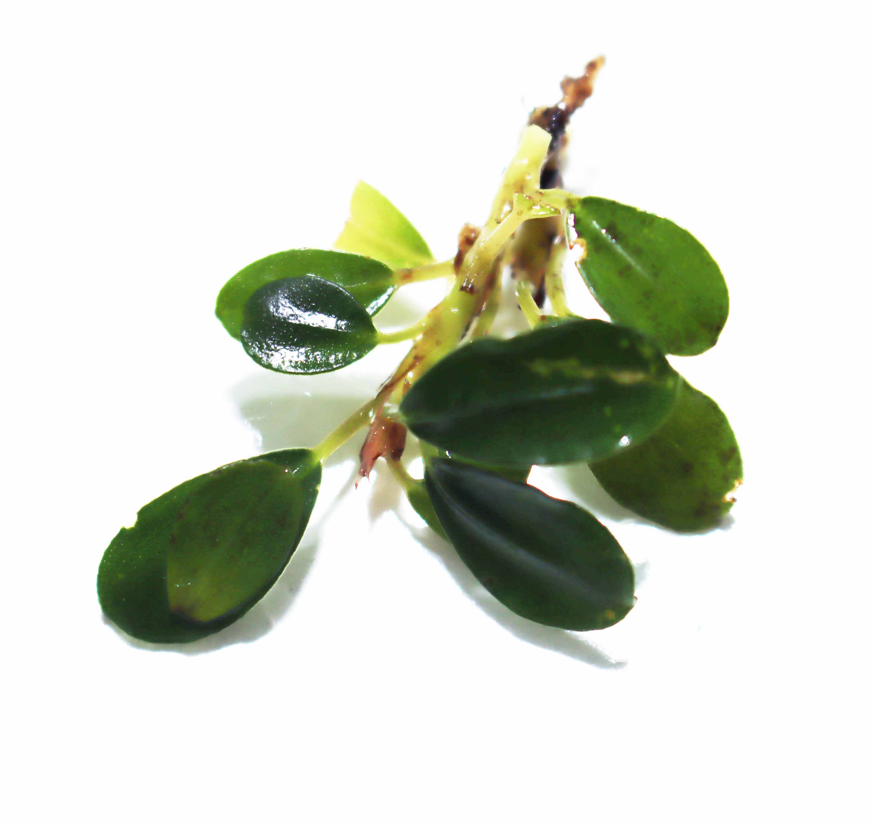 MelawiBucephalandra04.jpg?v=
