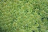 Myriophyllum Matogrossense Green_Fluffy Plant_Aquarium plants for sale_Aquarium Plant