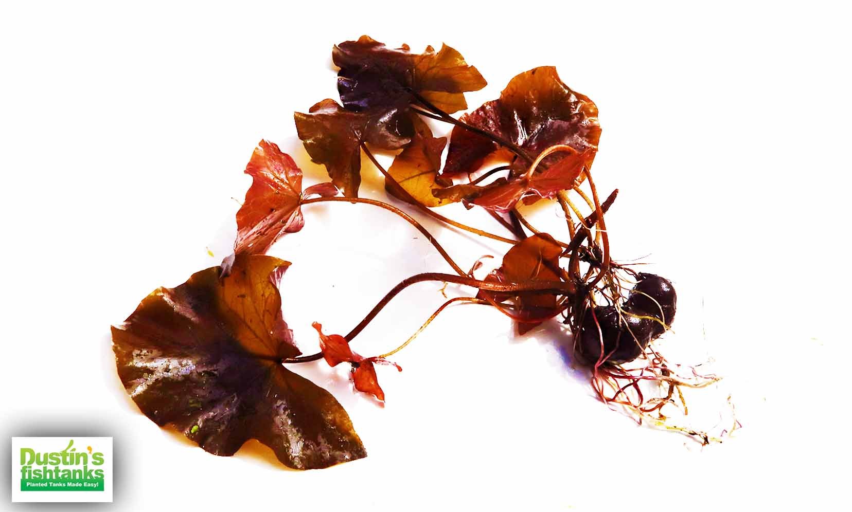 aquatic tiger lily Red Tiger Lotus- (Dwarf Aquarium Lily)- EASY RED Aquarium Plant –  DustinsFishtanks