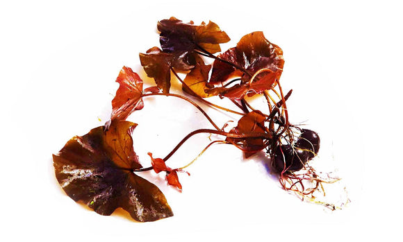 tiger lily aquarium plant Red Tiger Lotus- (Dwarf Aquarium Lily)- EASY RED Aquarium Plant – DustinsFishtanks