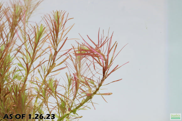 Rotala Nanjenshan_Aquarium PLants for sale_aquarium plant_