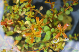 Rotala Rotundifolia "Orange Juice"