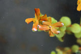 Rotala Rotundifolia "Orange Juice"