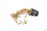 Rotala Rotundifolia Orange Juice_Aquarium Plant_Aquarium Plants for sale