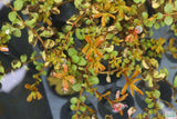 Rotala Rotundifolia "Orange Juice"