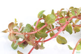 Rotala Rotundifolia Orange Juice_Aquarium Plant_Aquarium Plants for sale