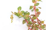 Rotala Rotundifolia Orange Juice_Aquarium Plant_Aquarium Plants for sale