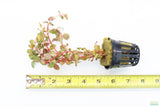 Rotala Rotundifolia Orange Juice_Aquarium Plant_Aquarium Plants for sale
