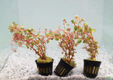 Rotala Rotundifolia Orange Juice_Aquarium Plant_Aquarium Plants for sale