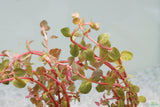 Rotala Rotundifolia Orange Juice_Aquarium Plant_Aquarium Plants for sale