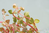 Rotala Rotundifolia Orange Juice_Aquarium Plant_Aquarium Plants for sale