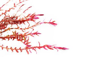 Rotala Rotundifolia "Red" HARDY RED Aquarium Plant BF23