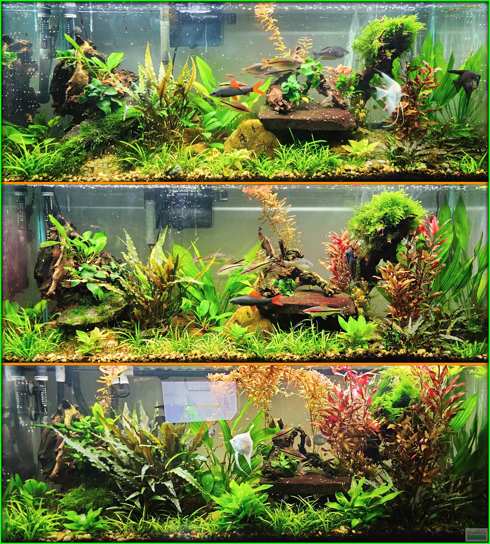 Top photo is before using the product, middle photo is 1 month in, bottom photo is 3 months in. This is the best fertilizer I've used. Plants grow like crazy once you figure out the right amount for your setup. I used 4 pumps every other day for the 55 gal pictured." -Nate B. left the following 5 ⭐⭐⭐⭐⭐star review for the product A+ "Must Have for Planted Tanks" Plant Booster GROWTH JUICE- (Our OWN Special Aquarium Plant Fertilizer) #1