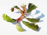 Random 7 Leaves of Bucephalandra