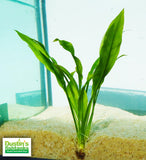 Small Amazon Sword (Great Deal on a Classic Aquarium Plant) (Echinodorus a.) BF23