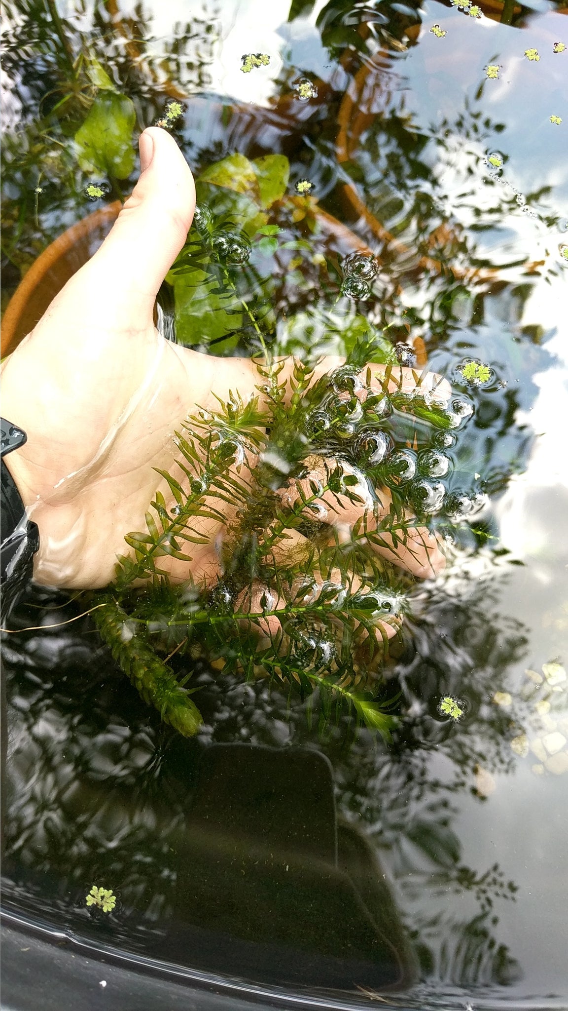easy to grow low light aquarium plants Anacharis Elodea (Easy Low Light Aquarium Plant) – DustinsFishtanks