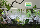 Standard Double Planted Aquarium Lighting of a 30 gallon rimless planted tank.