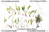 Standard Cichlid Combo_Aquarium Plants for sale_aquarium plant