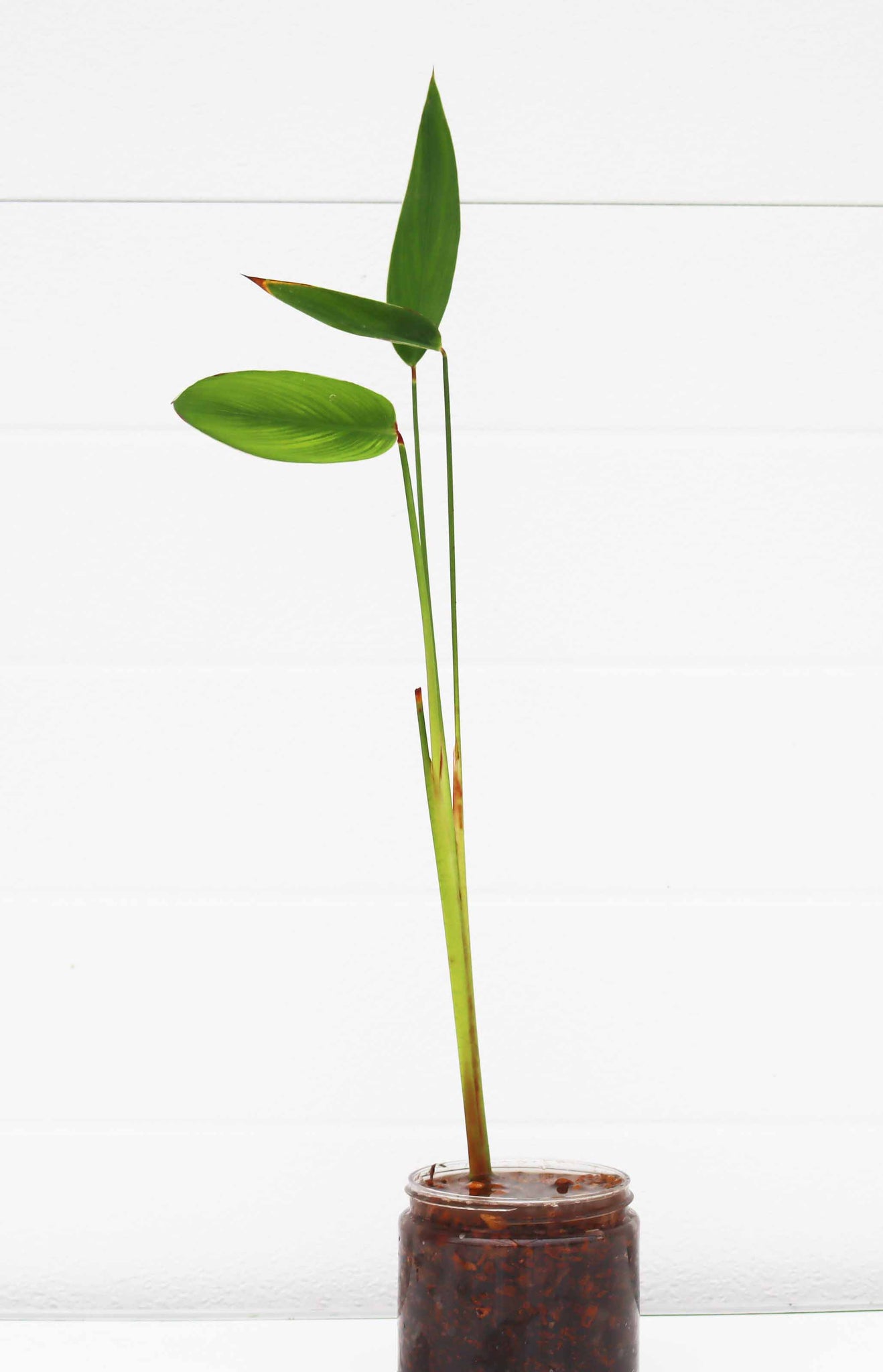 tall thin plants for pots Thalia (TALL Skinny Unique Pond Plant) – DustinsFishtanks