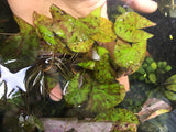 Tri Color Lotus_Aquarium Plant For Sale