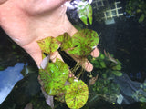 Tri Color Lotus_Aquarium Plant For Sale