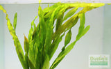 Val Asiatica Biwaensis_vallisneria_Aquarium plant for sale_aquarium plants for sale