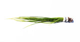 Vallisneria Nana_Aquarium Plant For Sale