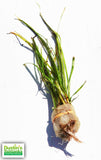 Vallisneria Nana_Aquarium Plant For Sale