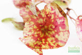 Tri Color Lotus_Aquarium Plant For Sale