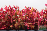 Alternanthera Reineckii "Variegated" (Our #1 selling Aquarium Plant) BF23