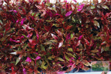 Alternanthera Reineckii "Variegated" (Our #1 selling Aquarium Plant) BF23