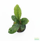 Anubias Coffeefolia