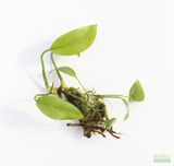 Anubias Gigantea (the Ultimate Anubias)
