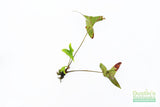 Anubias Gigantea (the Ultimate Anubias)