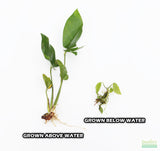 Anubias Gigantea (the Ultimate Anubias) Aquarium Plant For Sale. This plant has a large dark green arrow head leaf. This images shows above water growth vs new below water growth. The new below water growth is smaller and lighter green.