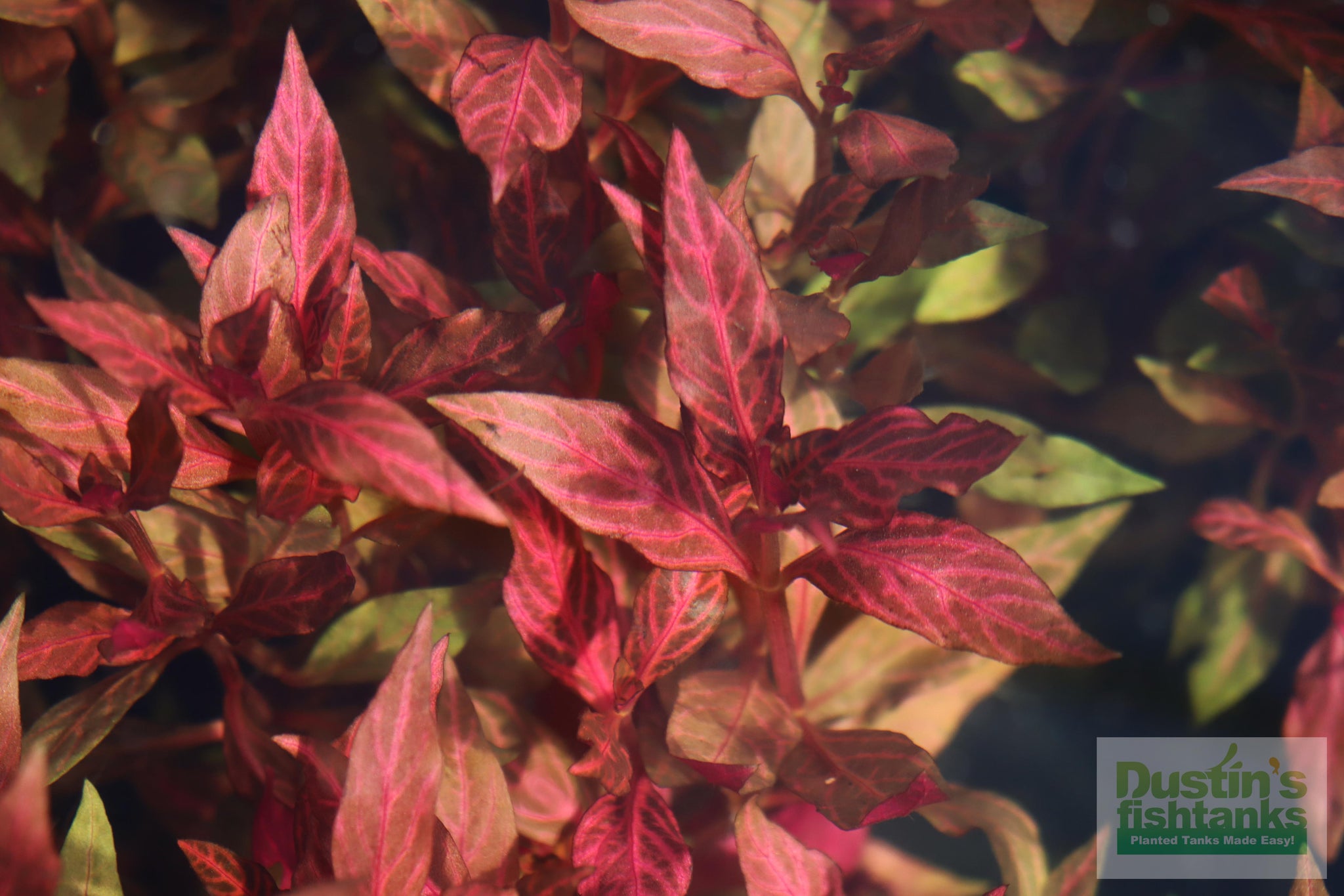 alternanthera cardinalis variegata Alternanthera Reineckii 