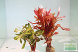 Ammania Gracilis (Thick RED Aquarium Plant) BF23