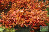 Ammania Gracilis (Thick RED Aquarium Plant) BF24